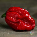 Trinidad Moruga Scorpion Hot Pepper Seeds - 25+ Pack - Capsicum chinense - USA Grown, Free Shipping