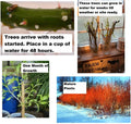 Flame Willow Tree Cuttings - 2 Pack - Vibrant Orange and Red Bark - Unique Trees to Grow - Salix laurina