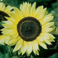 Lemon Queen Sunflower Seeds - 100 Count for Planting - Helianthus annuus
