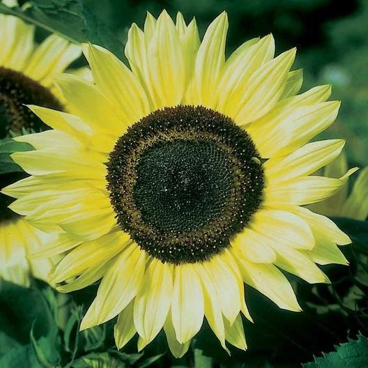 Lemon Queen Sunflower Seeds - 100 Count for Planting - Helianthus annuus