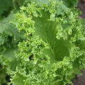 Southern Giant Curled Mustard Seeds, NON-GMO, Southern Curled Variety, Brassica oleracea, Free Shipping