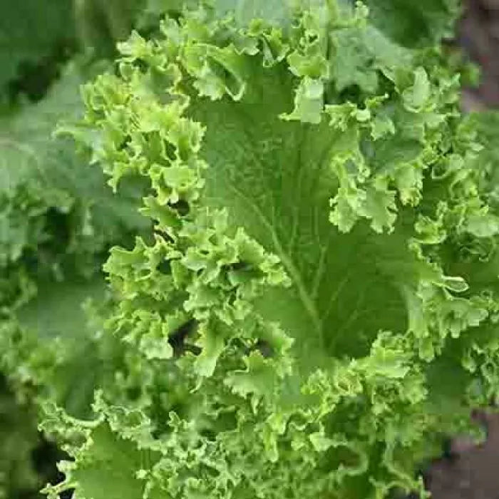 Southern Giant Curled Mustard Seeds, NON-GMO, Southern Curled Variety, Brassica oleracea, Free Shipping