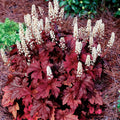 Heucherella 'Red Rover' Coral Bells Bare Root Live Perennial Plant Zone 4-9