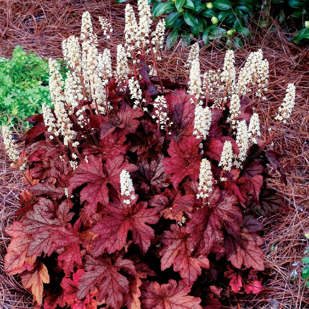 Heucherella 'Red Rover' Coral Bells Bare Root Live Perennial Plant Zone 4-9
