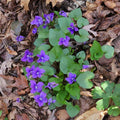Blue Garden Violet Bare-root Bulbs | Viola rotundifolia | Perennial Flowering Plant for Garden and Landscaping