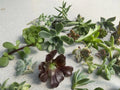 Random Succulent Cuttings - 12 Different Varieties - Live Plants for Propagation - Ideal for DIY Terrariums and Home Decor