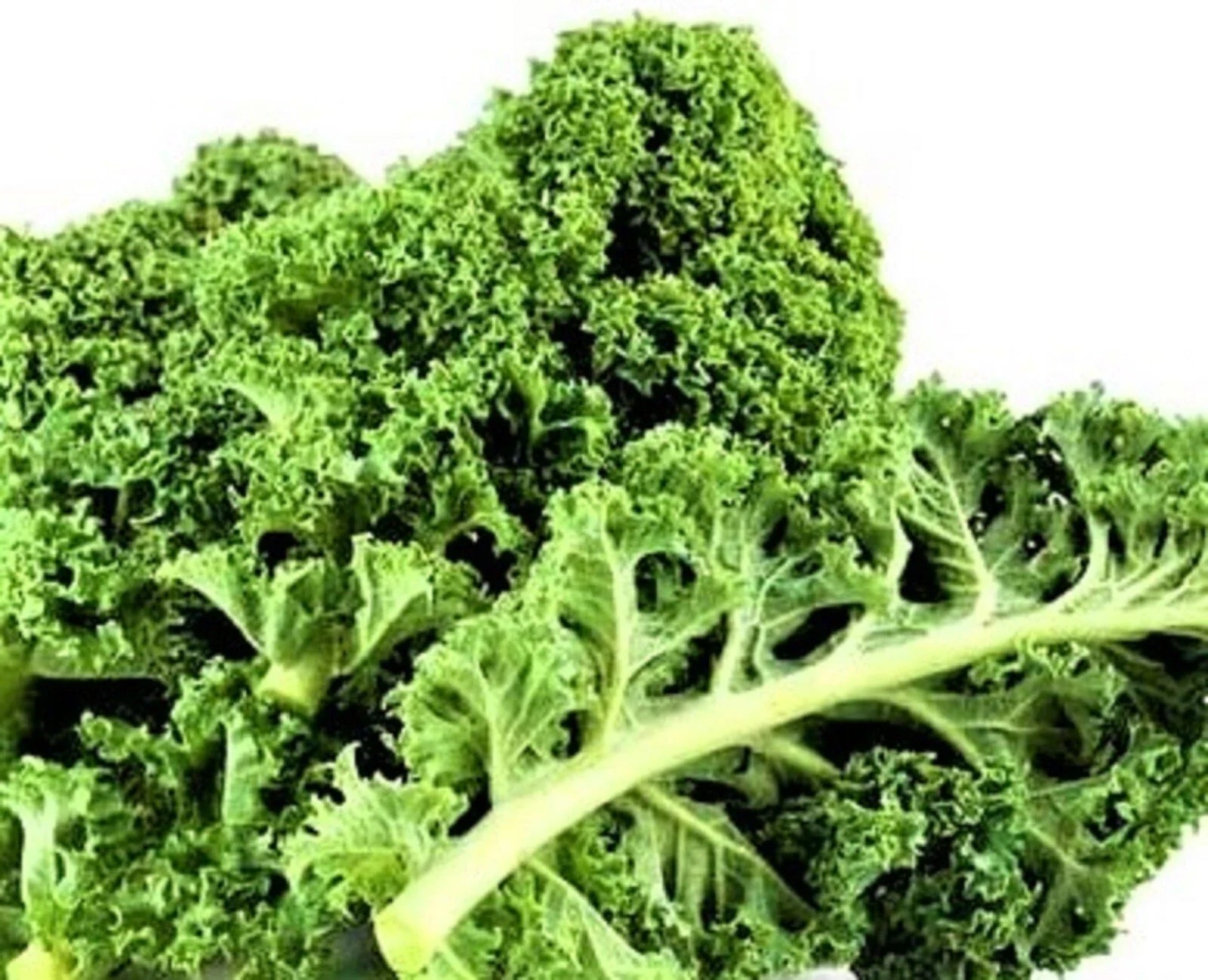Dwarf Siberian Kale Seeds 200+ Non-GMO Seeds Brassica napus var. pabularia