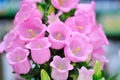 Pink Bellflower Seeds - 50 Count - Campanula Medium - Ideal for Gardens and Landscaping