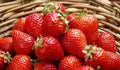 Sweet Strawberry Seeds - 150 Count - Fragaria × ananassa - Ideal for Home Gardens, Organic Growing, and Edible Landscapes