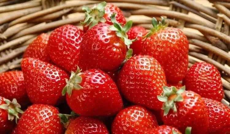 Sweet Strawberry Seeds - 150 Count - Fragaria × ananassa - Ideal for Home Gardens, Organic Growing, and Edible Landscapes