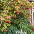 20 Squashberry Seeds - RARE Viburnum edule - Edible Fruit Bush - Cranberry Plant Seeds