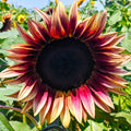 ProCut® Plum Sunflower Seeds | Pink Purple Bicolor | Helianthus annuus | 2025 Fast Shipping