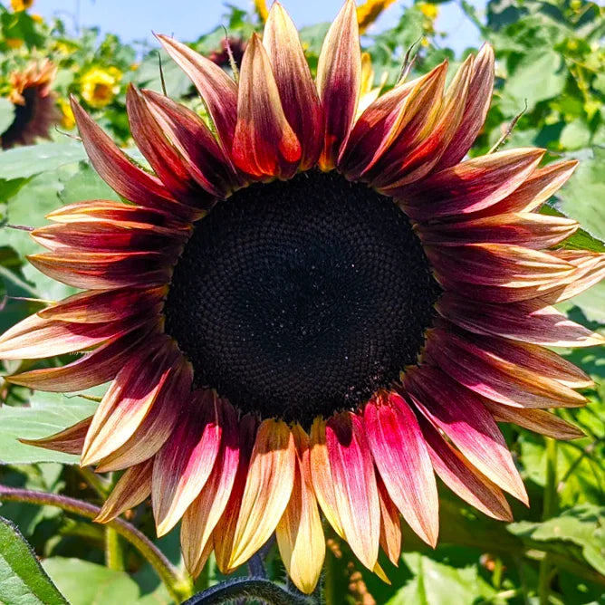 ProCut® Plum Sunflower Seeds | Pink Purple Bicolor | Helianthus annuus | 2025 Fast Shipping