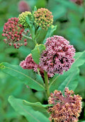 Pink Milkweed Seeds - 101 Count - Asclepias Syriaca - Monarch Butterfly Flower