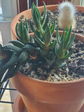 Zebra Plant Live Cutting | Haworthia Variegated Succulent | Indoor Houseplant