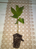 Jamaican Cherry Tree Cuttings 2-Pack Muntingia calabura Rooted Ready to Grow