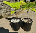 Live Red Oak Tree Seedlings 1-3 Years, Cold Hardy & Well Rooted, Quercus rubra, 6"-35"+ Tall