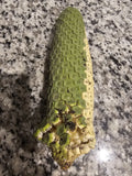 Rare Monstera Deliciosa Fresh Tropical Fruit, Pineapple-Banana Flavor, Unique Exotic Edible Plant, Monstera deliciosa