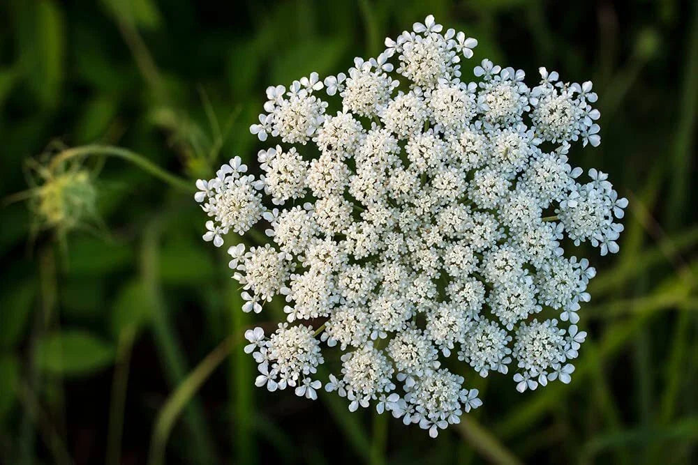 Queen Anne's Lace Seeds - 250 Seeds - Daucus carota - Non-GMO - USA Made - Ships from Iowa