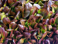 Cimarron Romaine Lettuce Seeds - 200 Pack - Heirloom Deep Red Variety - Ideal for Home Gardening - Lactuca sativa