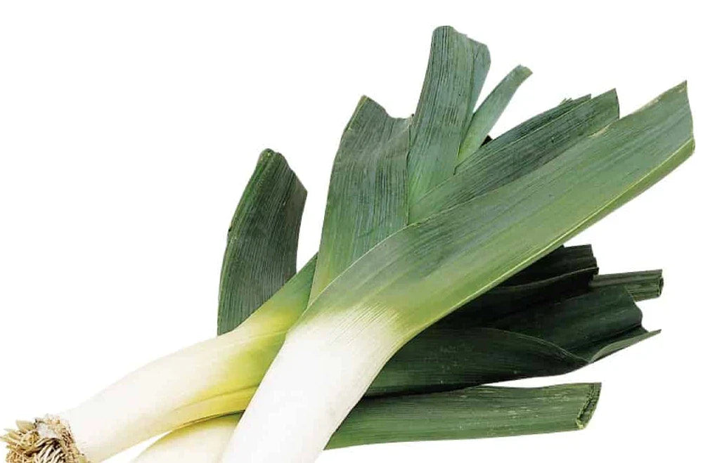 Organic Leek Seeds - 250+ Count - Heirloom Variety - Allium ampeloprasum