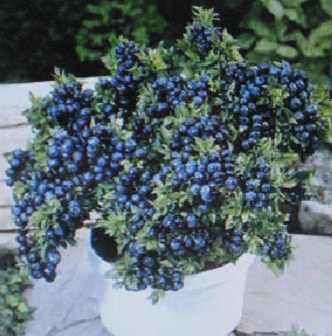 Dwarf Top Hat Blueberry Bulk 1000 Count Container Bonsai Specimen (Vaccinium corymbosum)