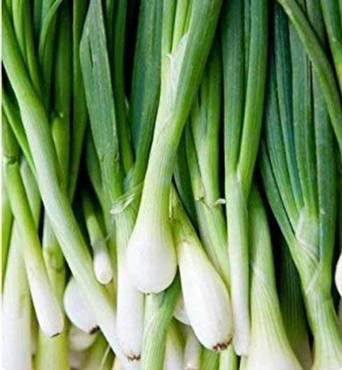 Green Tokyo Bunching Onion Seeds | 150+ Seeds | Heirloom Variety | Allium fistulosum