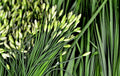 Garlic Chive Seeds - Heirloom Herb, NON-GMO, Allium Tuberosum, Easy to Grow, Free Shipping
