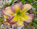 Daylily Live Plant - Regency Heights Variety - 34" Northern Hardy - Hemerocallis