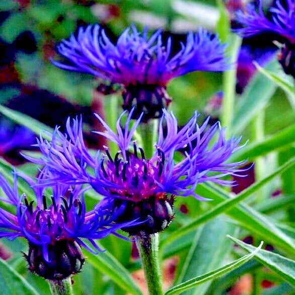 Mountain Blue Cornflower Seeds - 20 Perennial Seeds, Centaurea montana, Cold Hardy Flower for Gardens