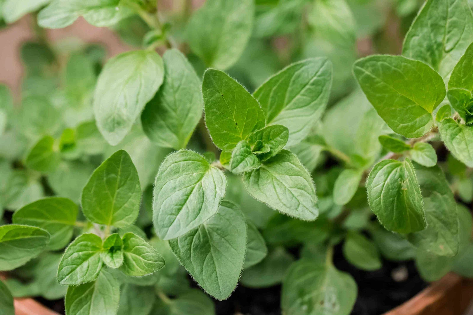 Oregano Seeds 500 Count - Origanum vulgare var. hirtum - Culinary Herb for Gardening