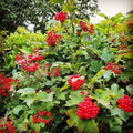Viburnum Opulus Cuttings - 40 Thin Flowering Eastern Snowball Chervona Kalyna