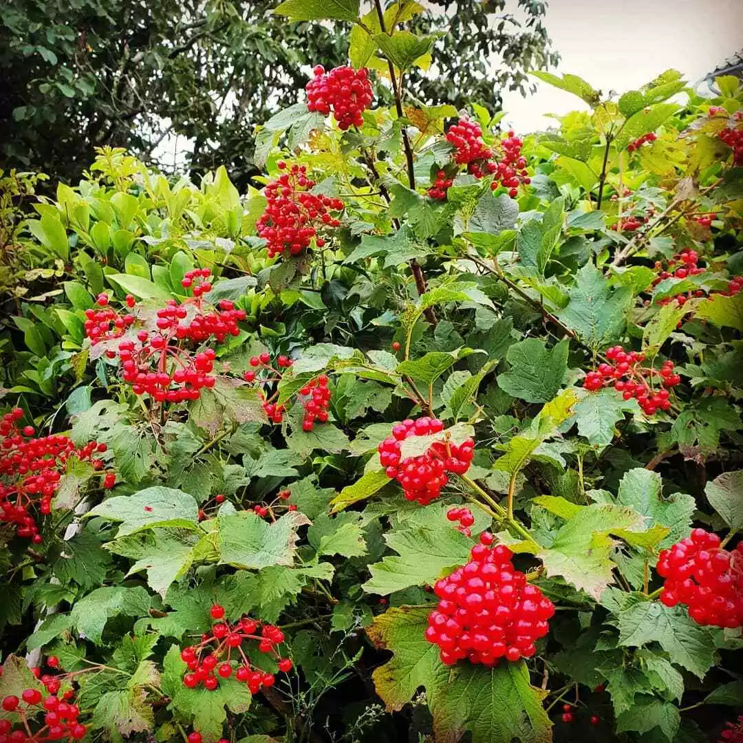 Viburnum Opulus Cuttings - 40 Thin Flowering Eastern Snowball Chervona Kalyna