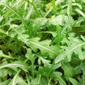 Sylvetta Arugula Seeds | Heirloom Non-GMO | Organic Salad Greens | Eruca sativa | Free Shipping