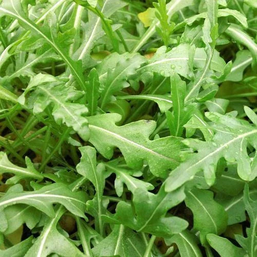Sylvetta Arugula Seeds | Heirloom Non-GMO | Organic Salad Greens | Eruca sativa | Free Shipping