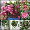 Live 4" Epiphyllum ‘Curly Locks’ Orchid Cactus Succulent - Unique Greenhouse Plant for Home Decor