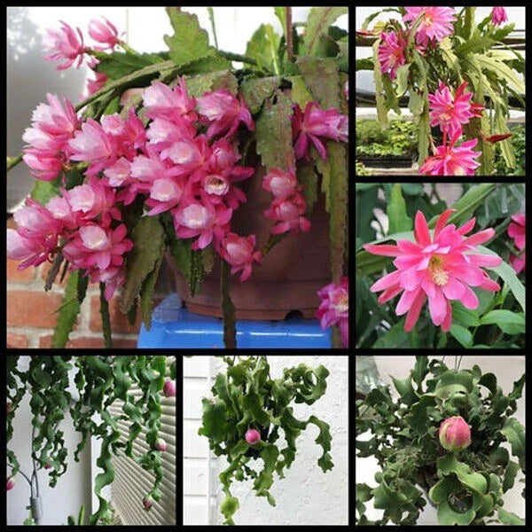 Live 4" Epiphyllum ‘Curly Locks’ Orchid Cactus Succulent - Unique Greenhouse Plant for Home Decor