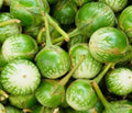 Petch Siam Eggplant Seeds 100+ Green Vegetable Seeds for Garden, Indian Cuisine, Non-GMO, Solanum melongena