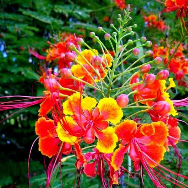 Mexican Red Bird of Paradise Seeds - Dwarf Poinciana Flower Shrub (Caesalpinia pulcherrima) - Colorful Tropical Garden Plant
