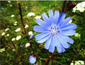 Chicory Seeds - 200 Organic Medicinal Herb Seeds - Cichorium intybus - No Pesticides