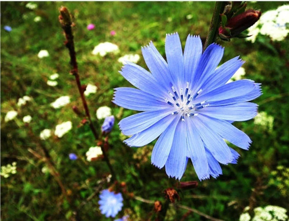 Chicory Seeds - 200 Organic Medicinal Herb Seeds - Cichorium intybus - No Pesticides