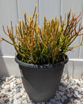 Pencil Cactus Cuttings | 10 Firesticks Succulent Cuttings | Easy to Grow | Euphorbia tirucalli