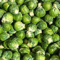 Premium Organic Brussels Sprouts Seeds - Long Island Improved Variety - Fresh Planting Seeds for Home Garden (Brassica oleracea)