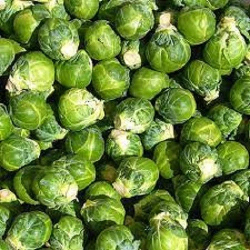 Premium Organic Brussels Sprouts Seeds - Long Island Improved Variety - Fresh Planting Seeds for Home Garden (Brassica oleracea)