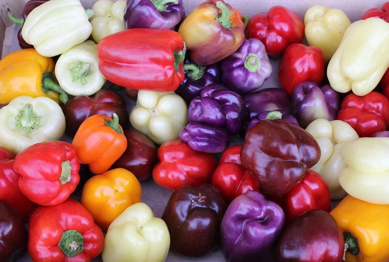 Rainbow Bell Pepper Seed Mix - 30+ Seeds - Colorful Variety - 7 Strains - Fresh Garden Seeds
