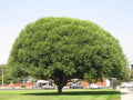 Globe Willow Tree Cuttings - 2 Live Cuttings - Fast Growing Shade or Privacy - Salix matsudana