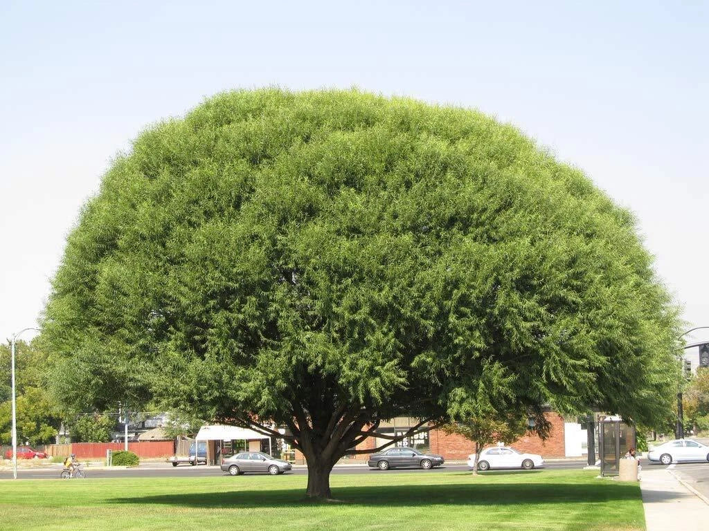Globe Willow Tree Cuttings - 2 Live Cuttings - Fast Growing Shade or Privacy - Salix matsudana