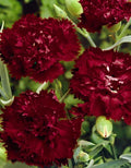 Dianthus Seeds - Grenadin 'King of Black' - 25+ Flower Seeds - Perennial Pink Carnation - Ideal for Gardens