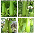 Heirloom Bottle Gourd Seeds - 20+ Upo Calabash - Non-GMO Vegetable Seeds for Home Gardening