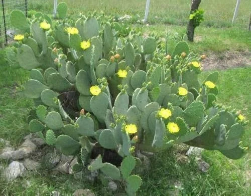 Hardy Spinyless Opuntia Cacanapa Ellisianna Prickly Pear Cactus Succulent Plant - Drought-Tolerant Indoor/Outdoor Decor